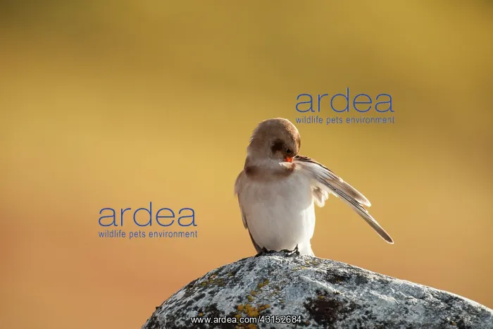 : Snow Bunting : Snow Bunting