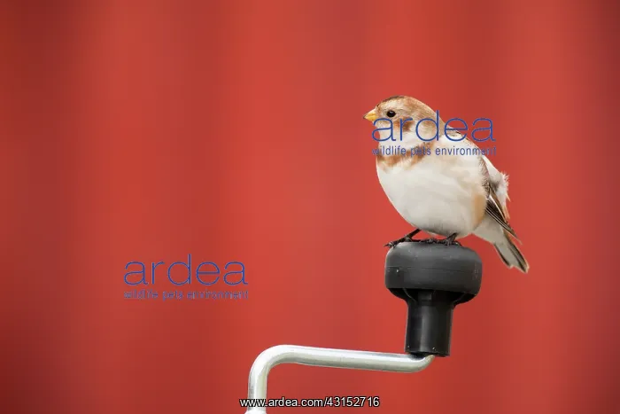 : Snow Bunting : Snow Bunting