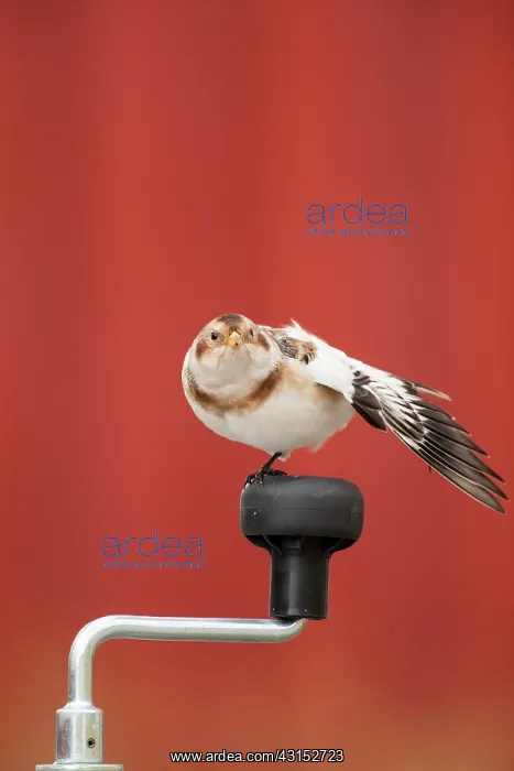 : Snow Bunting : Snow Bunting