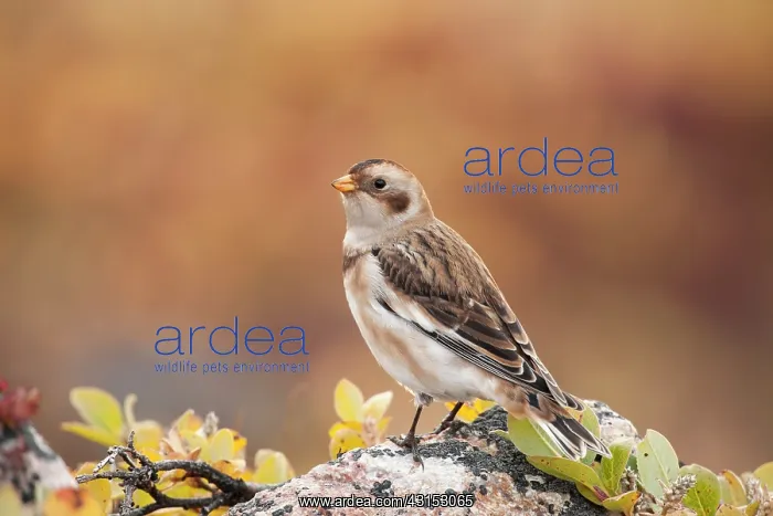 : Snow Bunting : Snow Bunting