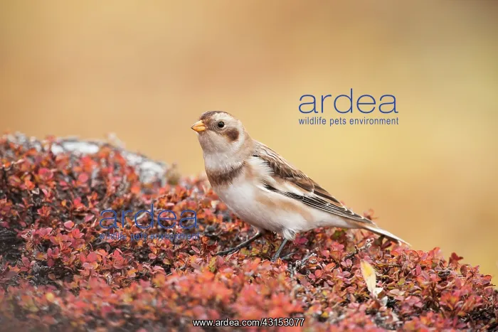 : Snow Bunting : Snow Bunting