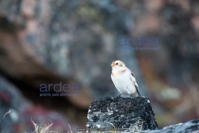 : Snow Bunting : Snow Bunting