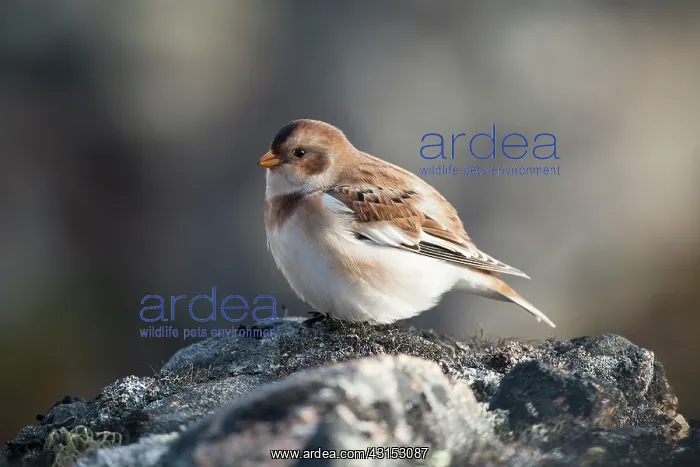 : Snow Bunting : Snow Bunting