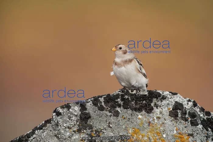 : Snow Bunting : Snow Bunting