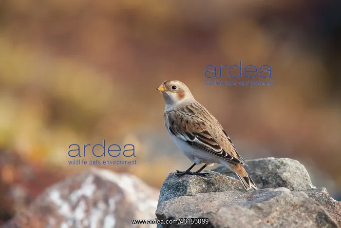 : Snow Bunting : Snow Bunting