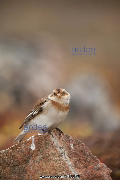: Snow Bunting : Snow Bunting