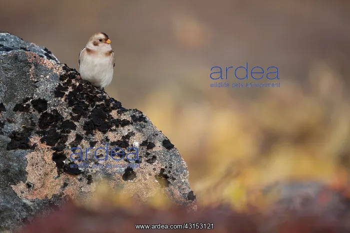 : Snow Bunting : Snow Bunting