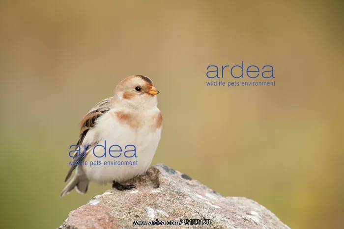 : Snow Bunting : Snow Bunting