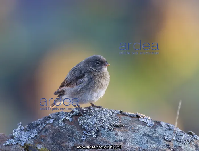 : Snow Bunting : Snow Bunting