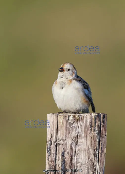 : Snow Bunting : Snow Bunting
