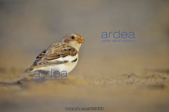 : Snow Bunting : Snow Bunting