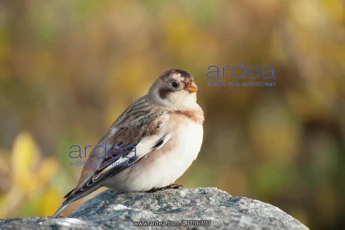 : Snow Bunting : Snow Bunting