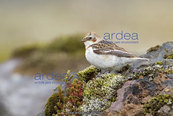 : Snow Bunting : Snow Bunting