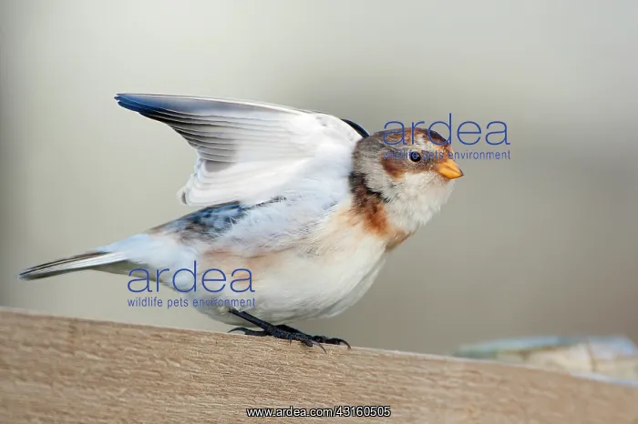 : Snow Bunting : Snow Bunting
