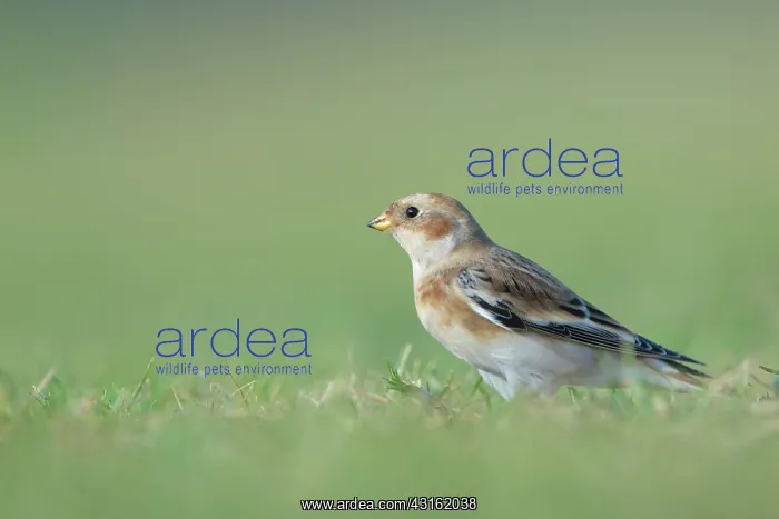 : Snow Bunting : Snow Bunting