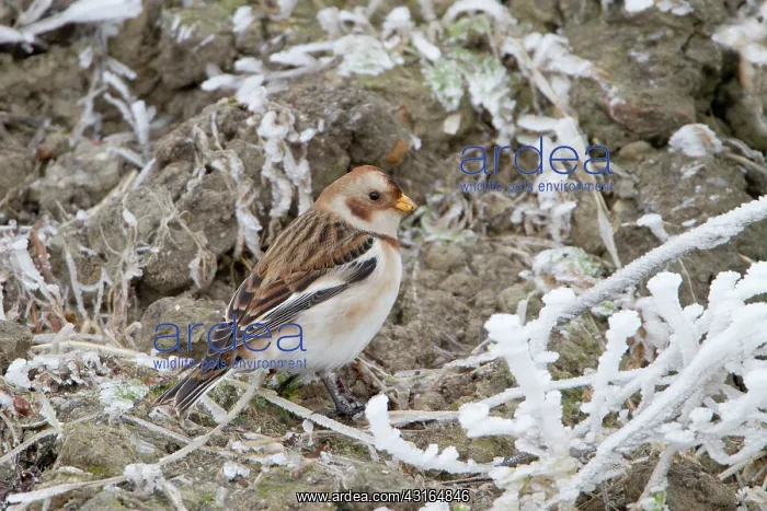 : Snow Bunting : Snow Bunting