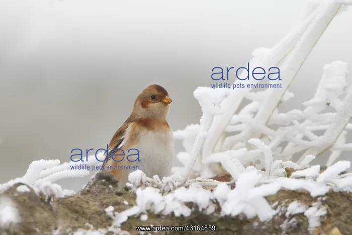 : Snow Bunting : Snow Bunting