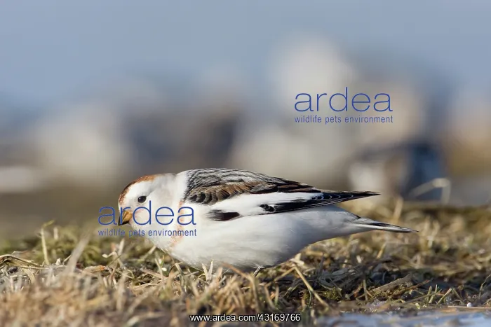 : Snow Bunting : Snow Bunting