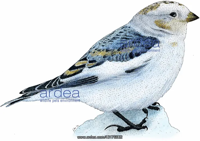 : Snow bunting : Snow bunting
