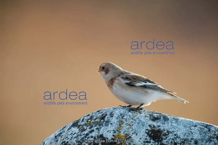 : Snow Bunting : Snow Bunting