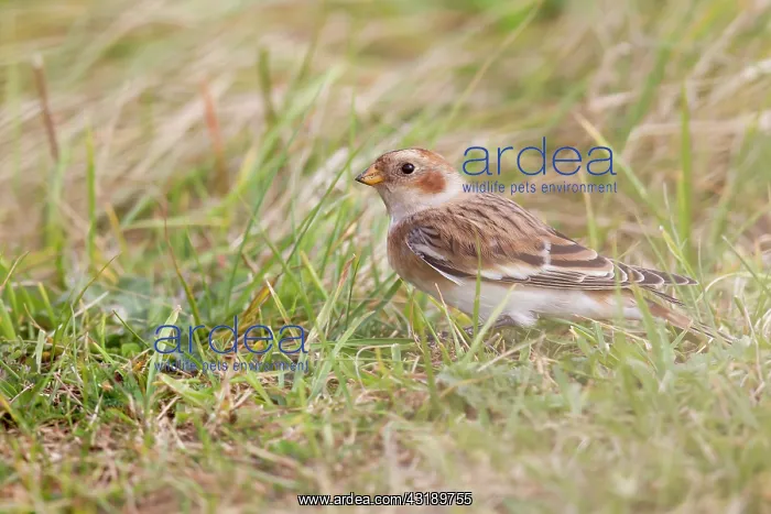 : Snow Bunting : Snow Bunting