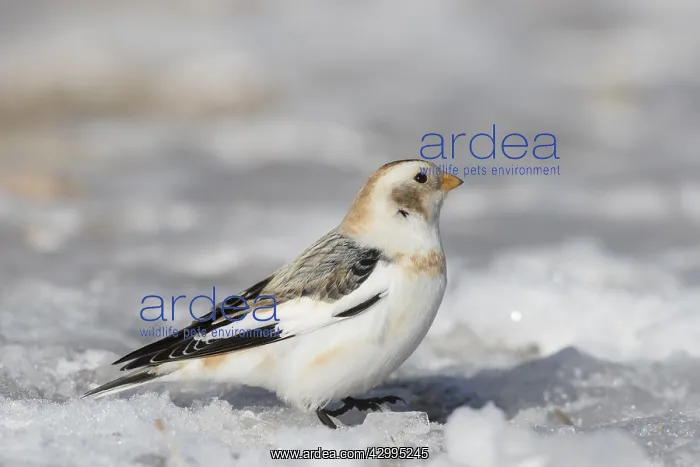 : Snow Bunting - adult bunting in winter plumage - Scotland : Snow Bunting - adult bunting in winter plumage - Scotland