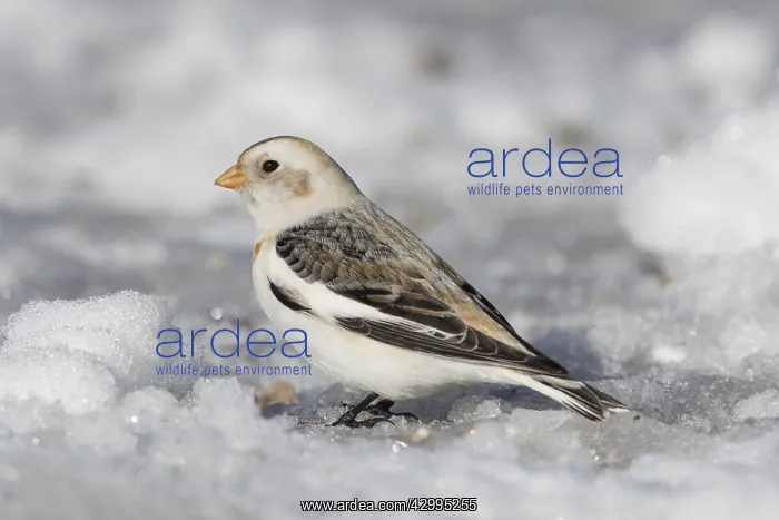 : Snow Bunting - adult bunting in winter plumage - Scotland : Snow Bunting - adult bunting in winter plumage - Scotland
