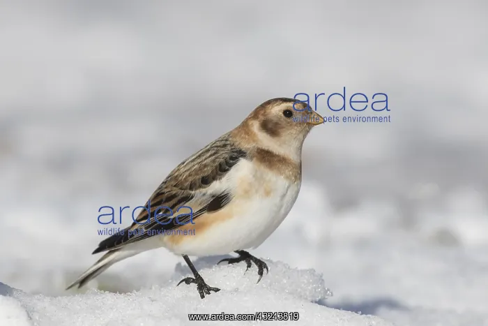 : Snow Bunting - adult bunting in winter plumage - Scotland : Snow Bunting - adult bunting in winter plumage - Scotland