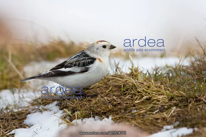 : Snow Bunting - adult male feeding on mountain slopes : Snow Bunting - adult male feeding on mountain slopes