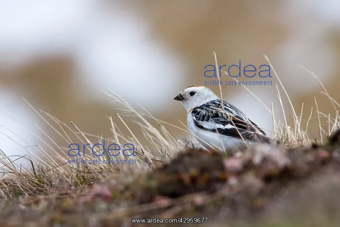 : Snow Bunting - adult male feeding on mountain slopes : Snow Bunting - adult male feeding on mountain slopes