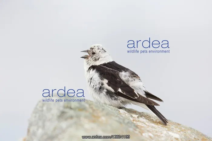 : Snow Bunting - adult male in summer plumage - Iceland : Snow Bunting - adult male in summer plumage - Iceland