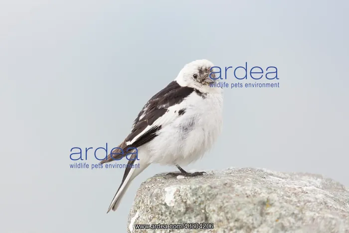 : Snow Bunting - adult male in summer plumage - Iceland : Snow Bunting - adult male in summer plumage - Iceland