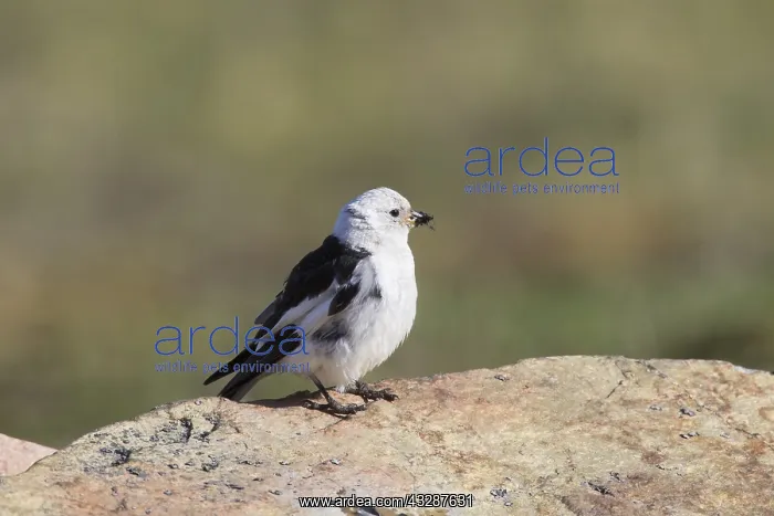 : Snow Bunting - adult male - Svalbard, Norway : Snow Bunting - adult male - Svalbard, Norway