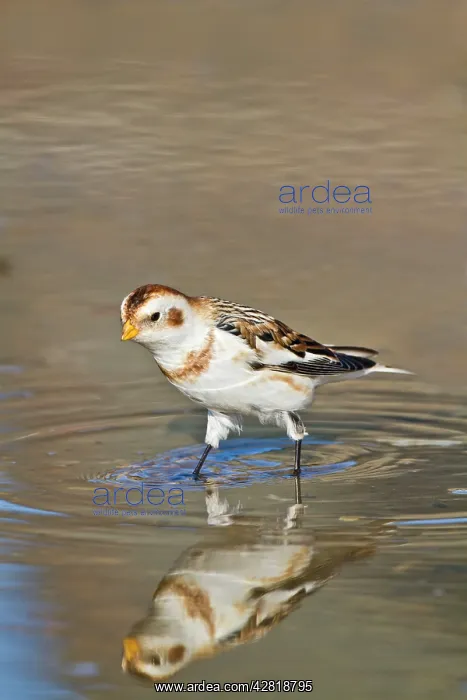 : Snow Bunting - bathing : Snow Bunting - bathing