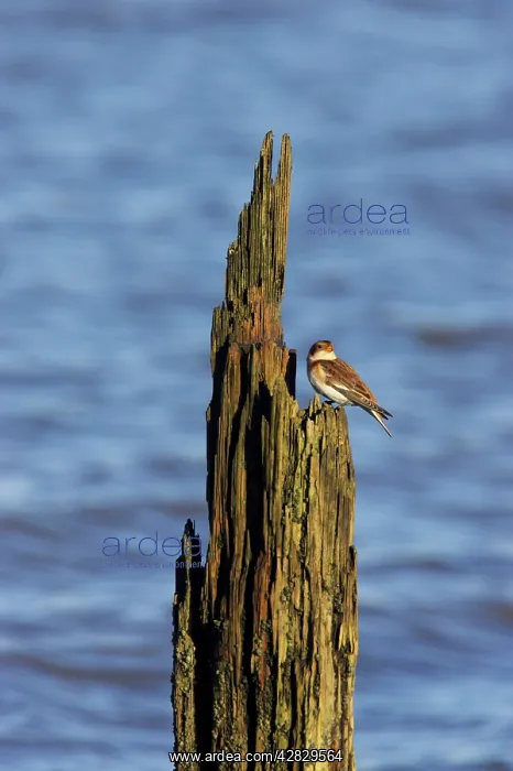 : Snow Bunting - On breakwater in Winter : Snow Bunting - On breakwater in Winter