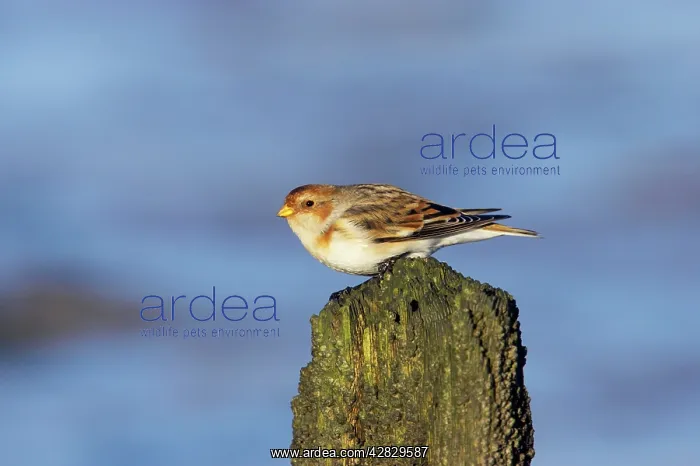  : Snow Bunting - On breakwater in Winter