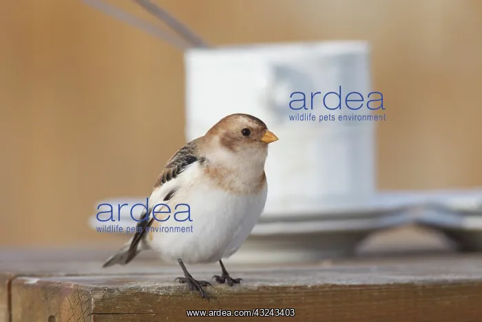  : snow, bunting, buntings, Snow Bunting adult