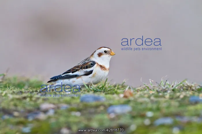 : Snow Bunting - feeding : Snow Bunting - feeding