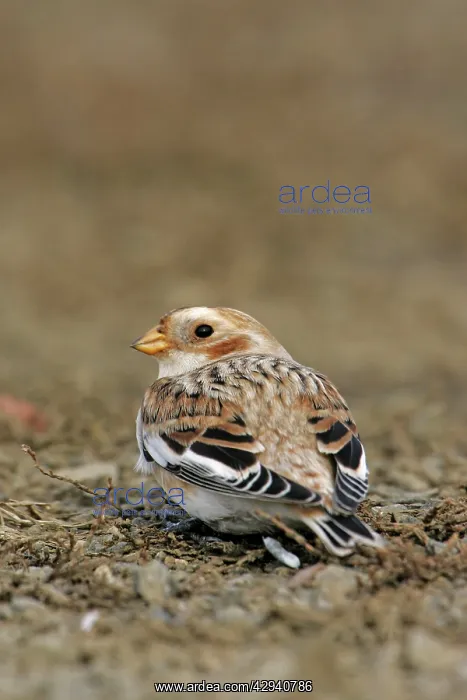 : Snow Bunting - female : Snow Bunting - female
