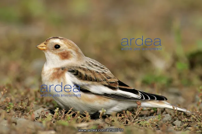 : Snow Bunting - female : Snow Bunting - female