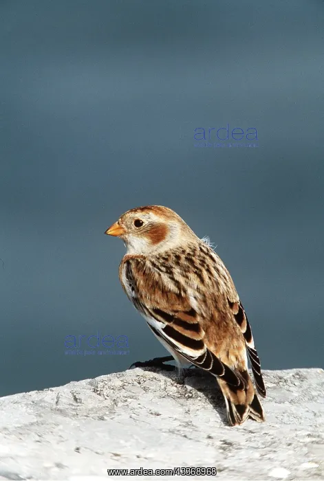 : SNOW BUNTING - female, sitting on rock : SNOW BUNTING - female, sitting on rock