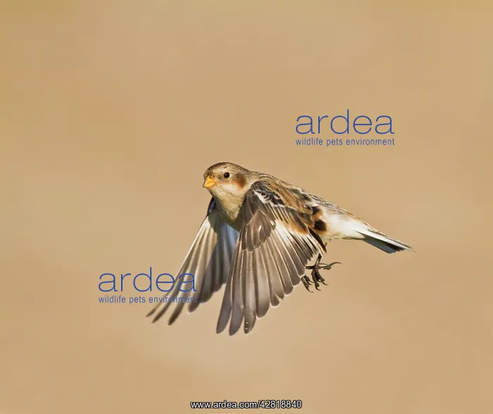 : Snow Bunting - in flight : Snow Bunting - in flight