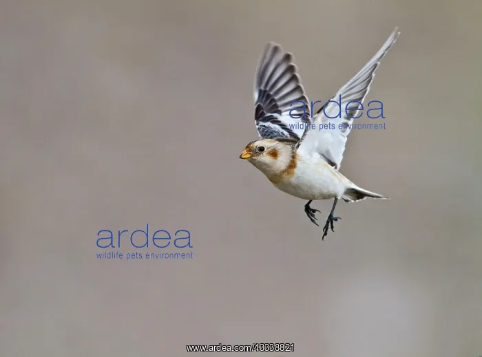 : Snow Bunting - in flight : Snow Bunting - in flight