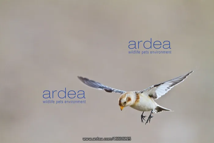  : Snow Bunting - in flight