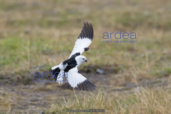 : Snow Bunting flight : Snow Bunting flight
