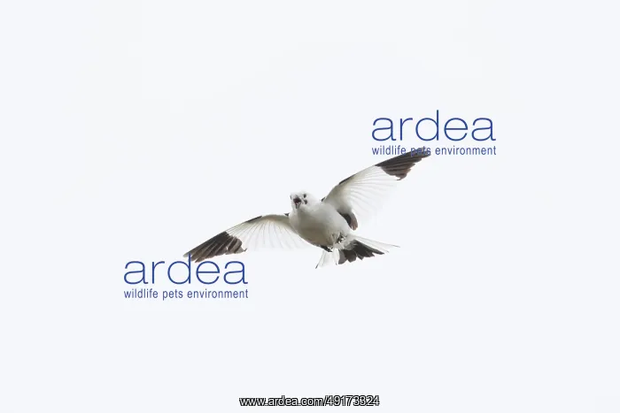 : Snow Bunting flight : Snow Bunting flight