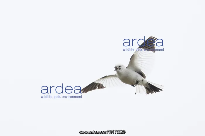 : Snow Bunting flight : Snow Bunting flight