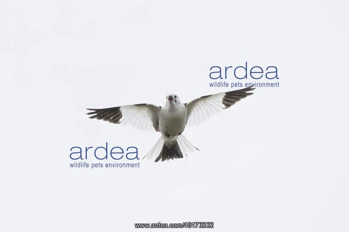 : Snow Bunting flight : Snow Bunting flight