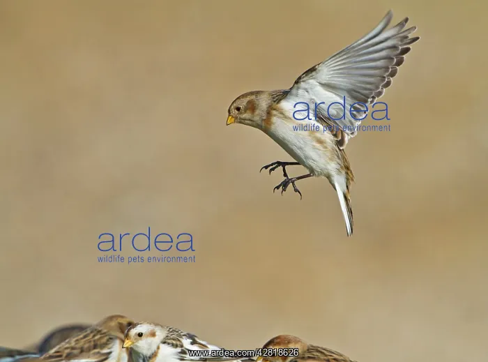 : Snow Bunting - in flight landing : Snow Bunting - in flight landing