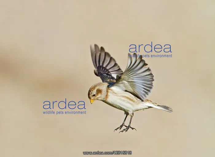 : Snow Bunting - in flight landing : Snow Bunting - in flight landing